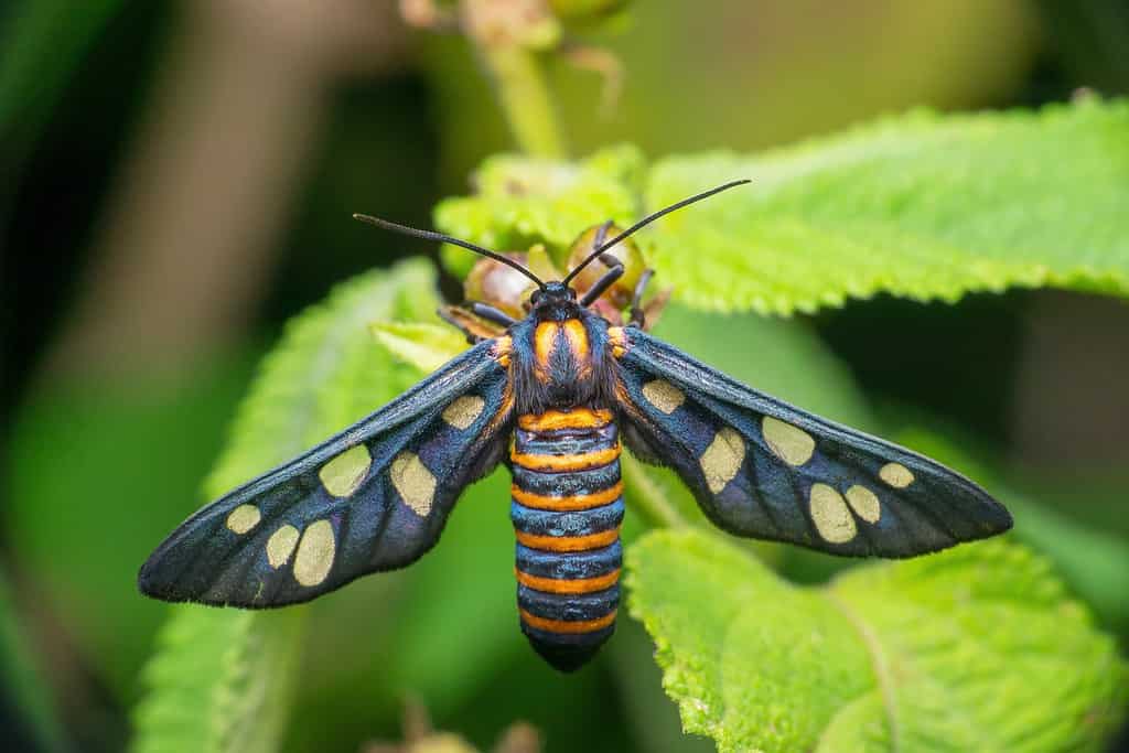 Falena vespa, Amata huebneri