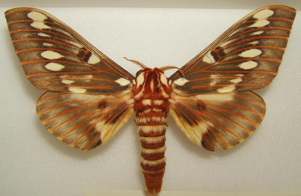 Splendida falena reale