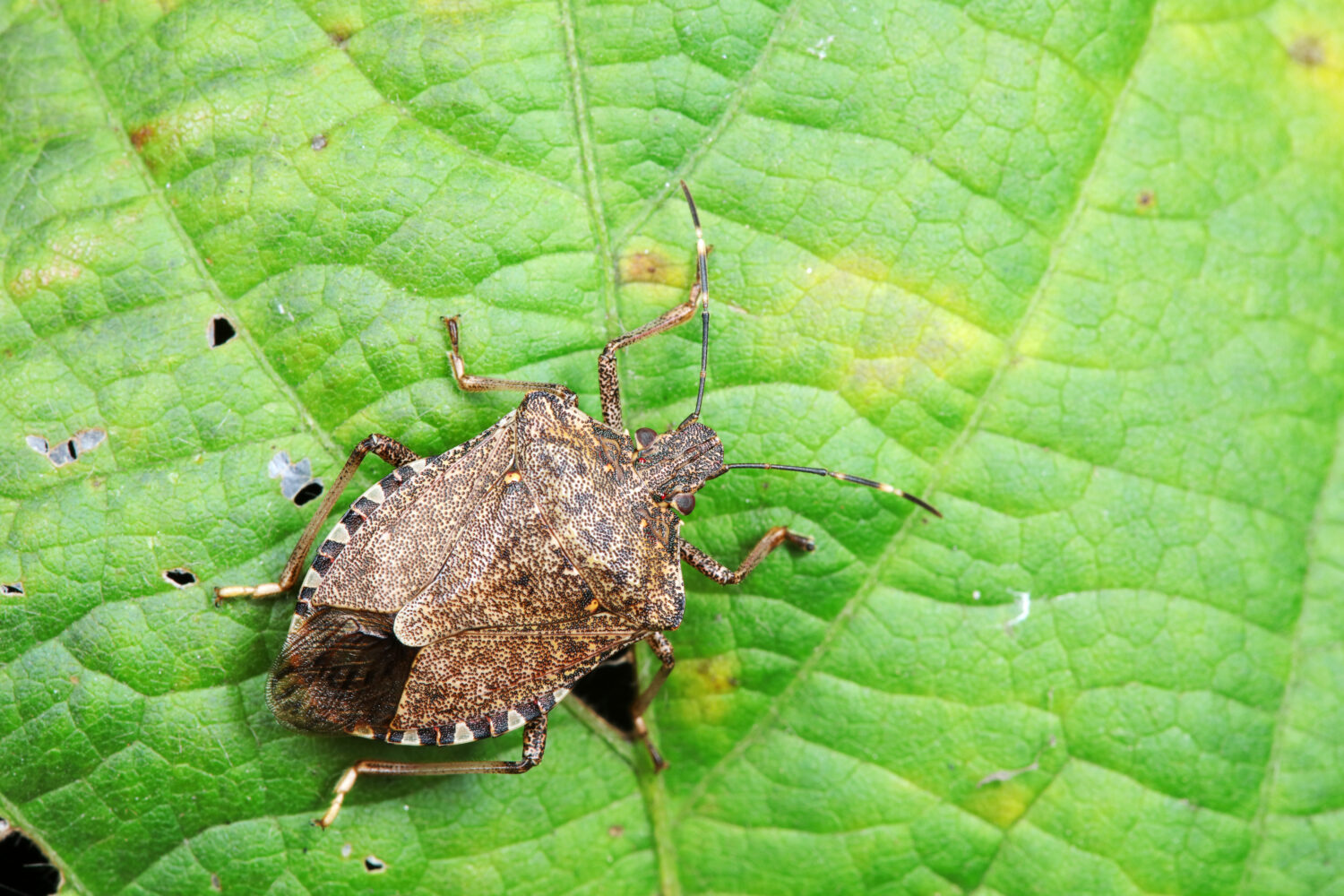 Halyomorpha halys su foglie verdi