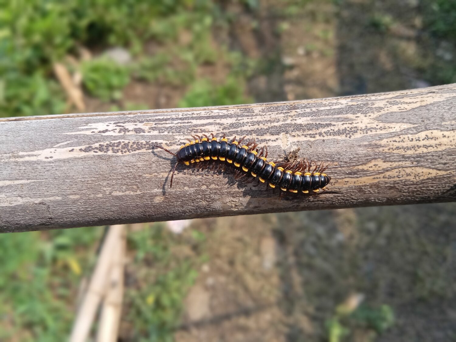 un piccolo bruco millepiedi o un animale il cui nome latino è Harpaphe haydeniana.  ma la gente lo chiama millepiedi a macchie gialle, millepiedi profumato alla mandorla o millepiedi al cianuro.  avvicinamento