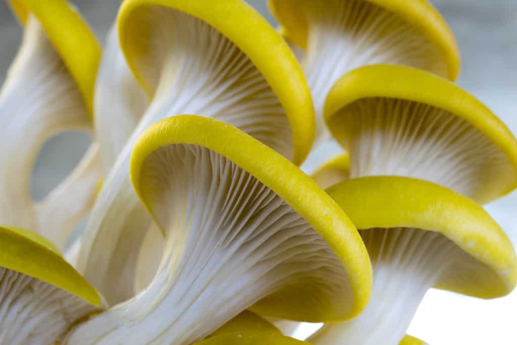 Pleurotus citrinopileatus fungo di ostrica dorata