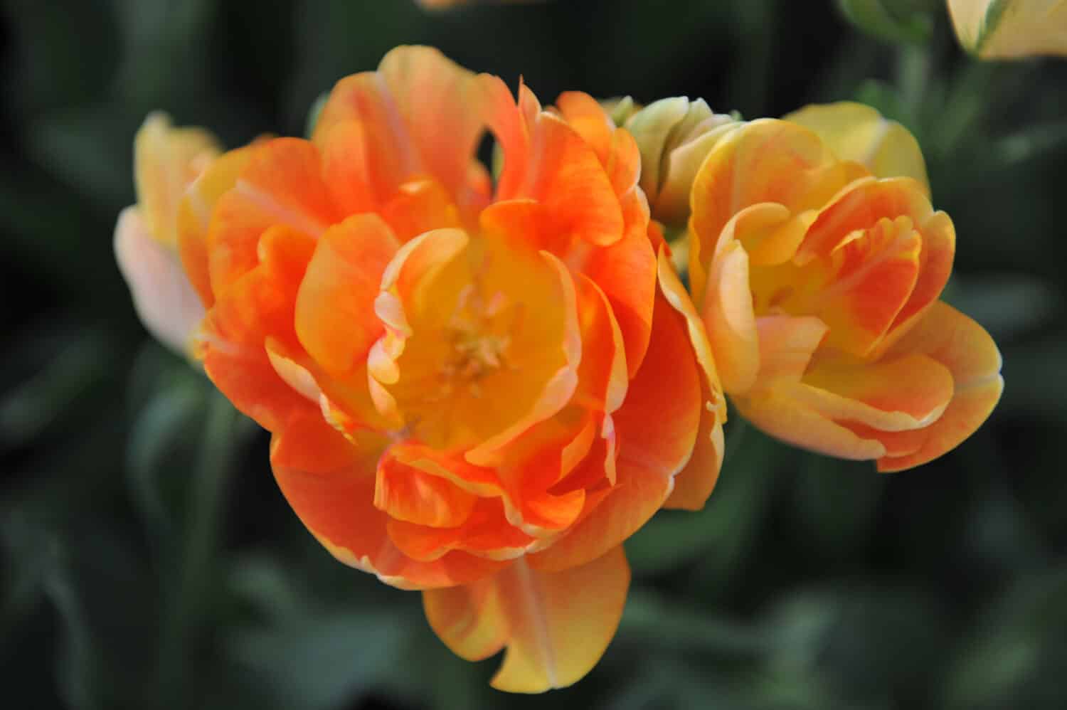Tulipani tardivi doppi a fiore giallo-arancione (Tulipa) Fioritura affascinante bellezza in un giardino nell'aprile 2016 