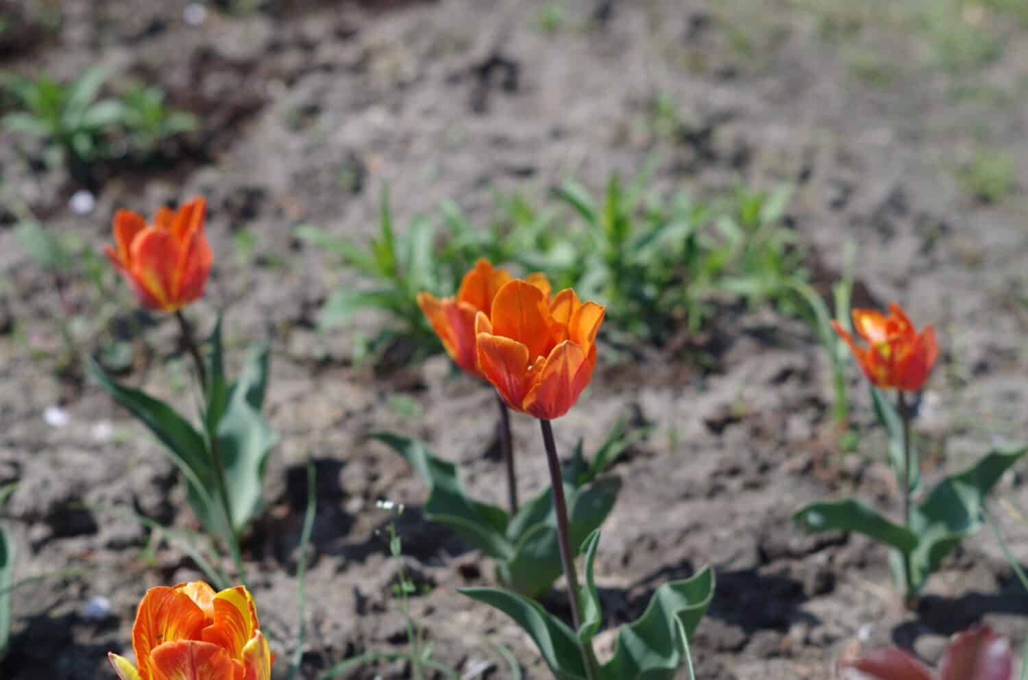 Tulipa orphanidea è una specie di pianta da fiore della famiglia delle Liliaceae.