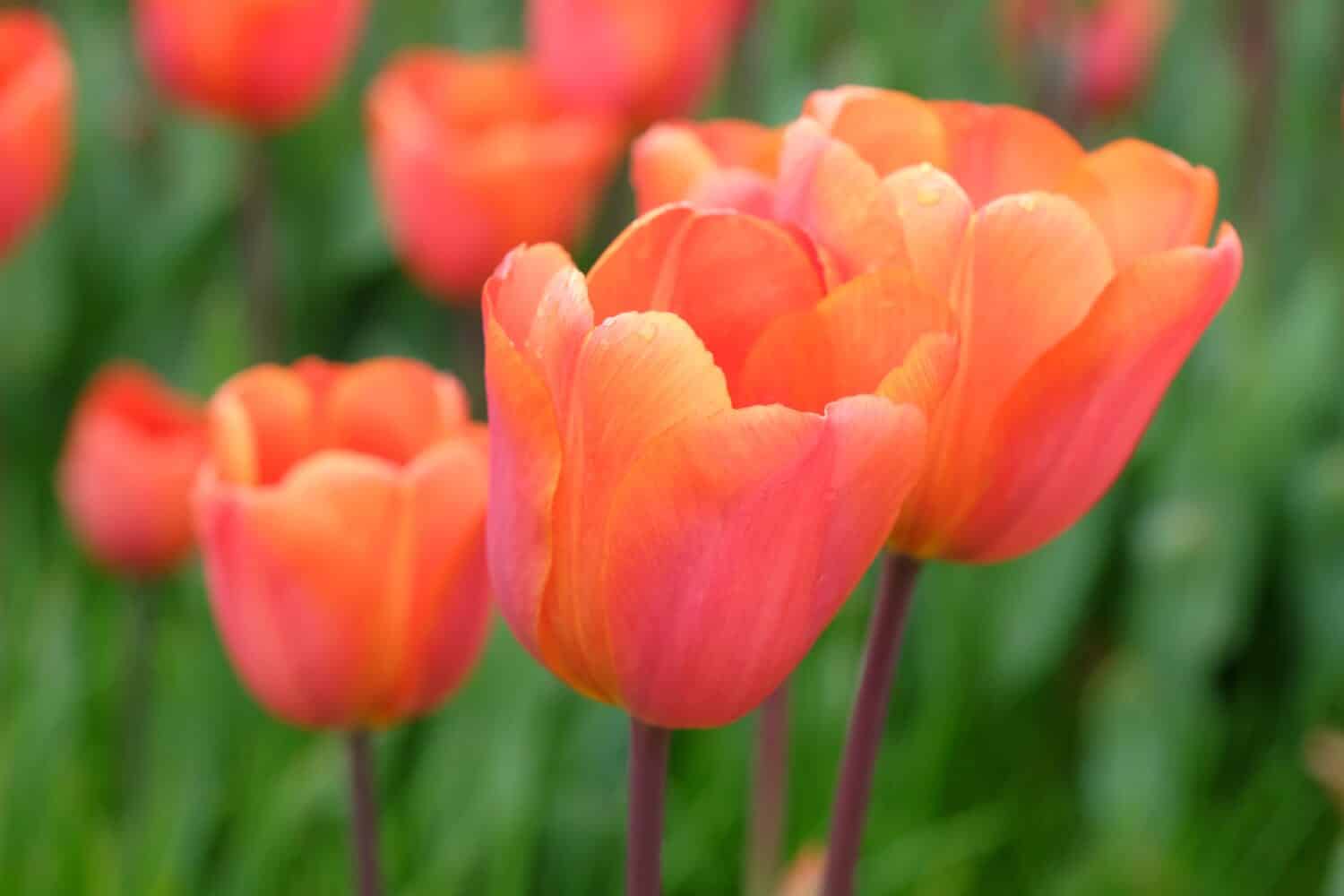 Triumph Tulip 'Annie SchilderÕ in fiore. 