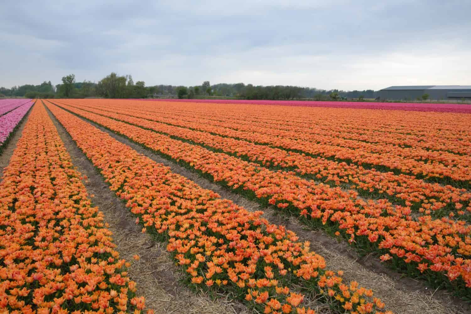 Tulipa 'Willem van Oranje' è un tulipano del doppio gruppo precoce (Div. 2) con fiori d'arancio, campo di tulipani in Olanda