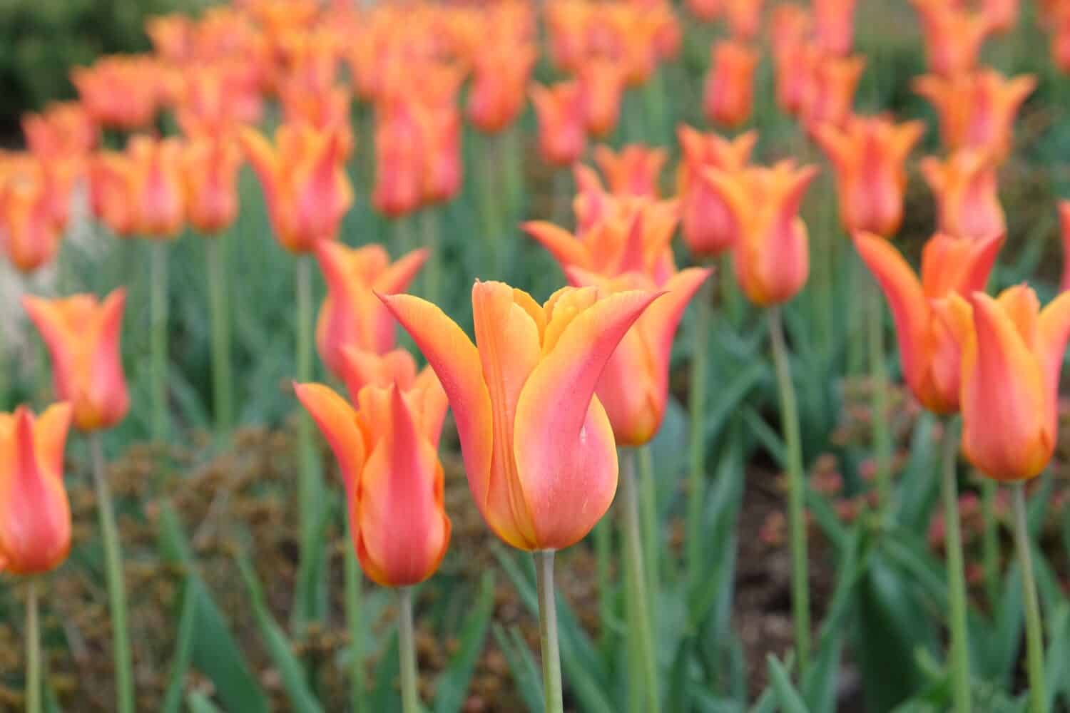 Lily tulipani fioriti 'ballerina' in fiore