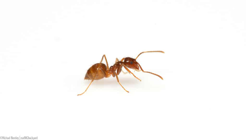 Formica pazza fulva