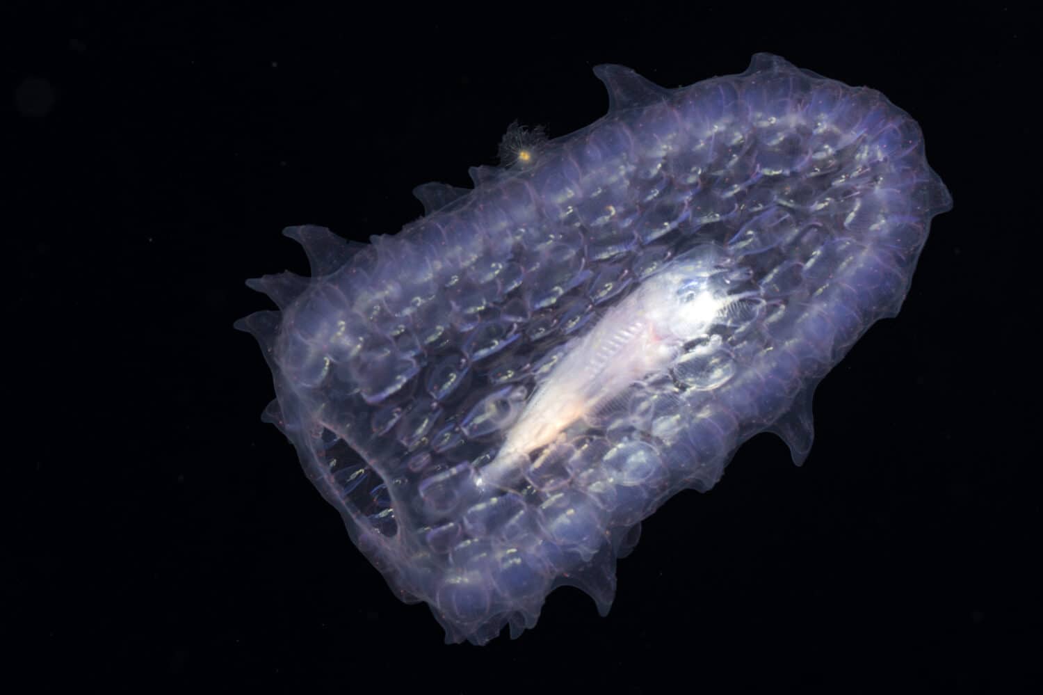 Pirosoma con un pesce nascosto al suo interno