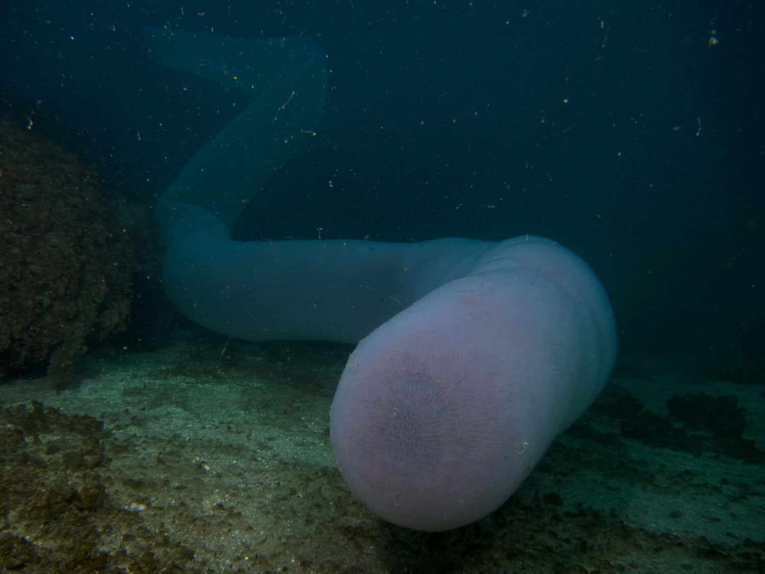 Pirosoma gigante nella baia di Angra do Heroismo.Terceira, Azzorre, Portogallo.