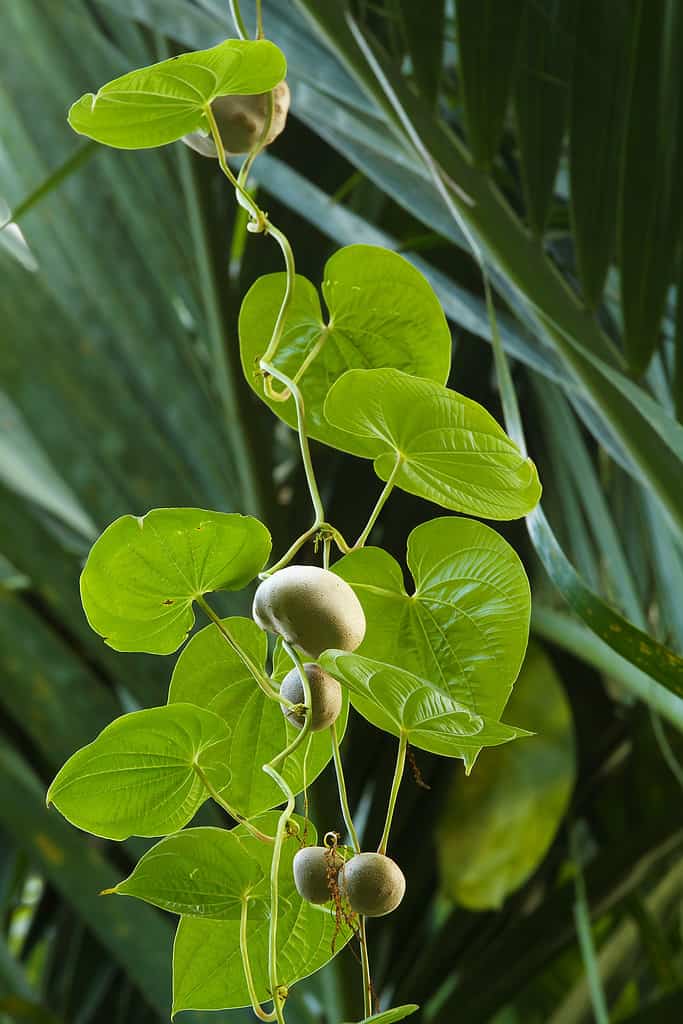Patata d'aria