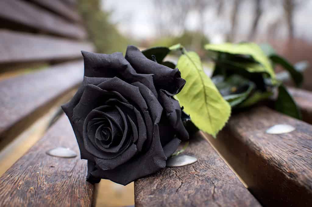 Rosa nera