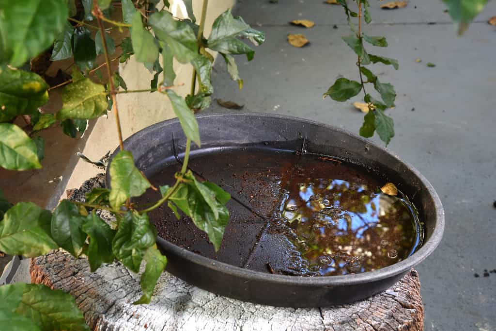 nave abbandonata con acqua stagnante all'interno, sito di proliferazione delle larve di aedes aegypti, dengue, chikungunya, virus zika,.