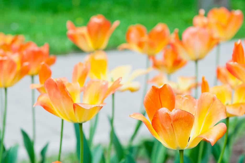 Uno dei primi ibridi di tulipani - Daydream, ha petali gialli che cambiano in arancione ai bordi sfrangiati.  Fioritura di tulipani gialli e arancioni su sfondo sfocato.  Bellissimi fiori come sfondo naturale floreale.
