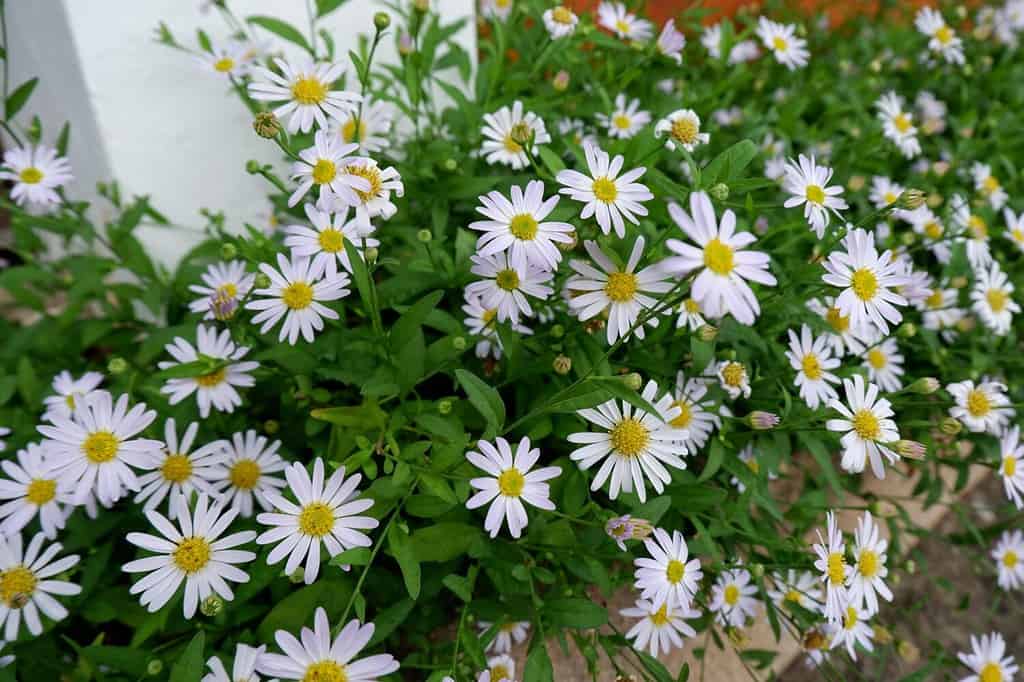 Dahlberg Daisy (Bellis perennis), famiglia delle Asteraceae, coltivata per la decorazione del giardino a Chiang Mai, Thailandia.
