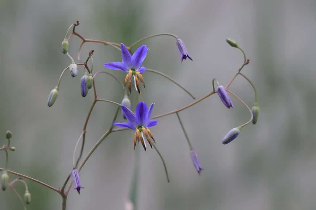 Fiore tropicale di Dianella ensifolia