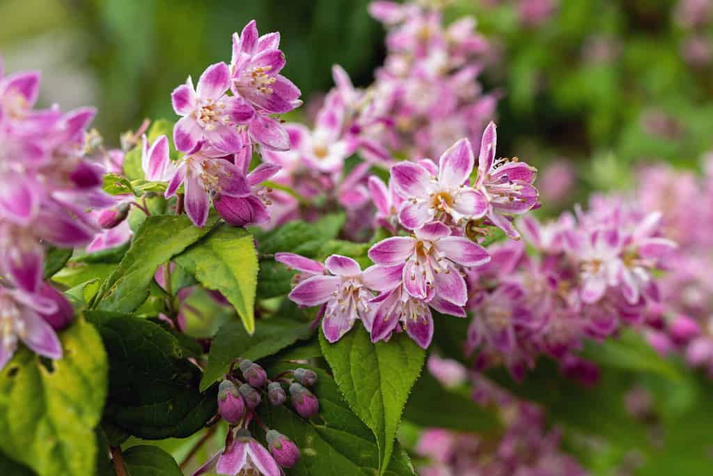 Primo piano arbusto con fiori rosa.  Gelato al lampone Deutzia.  Deutzia Campi di fragole.  Deutzia gracile Rosea