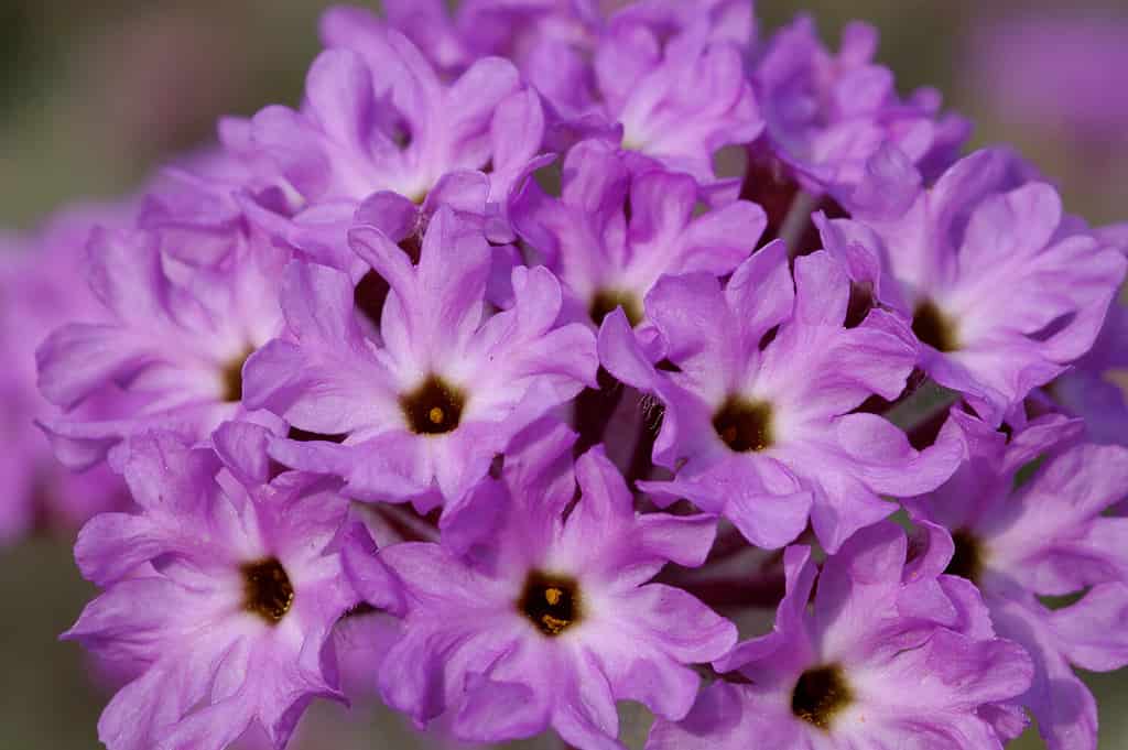 Fiori di verbena di sabbia del deserto