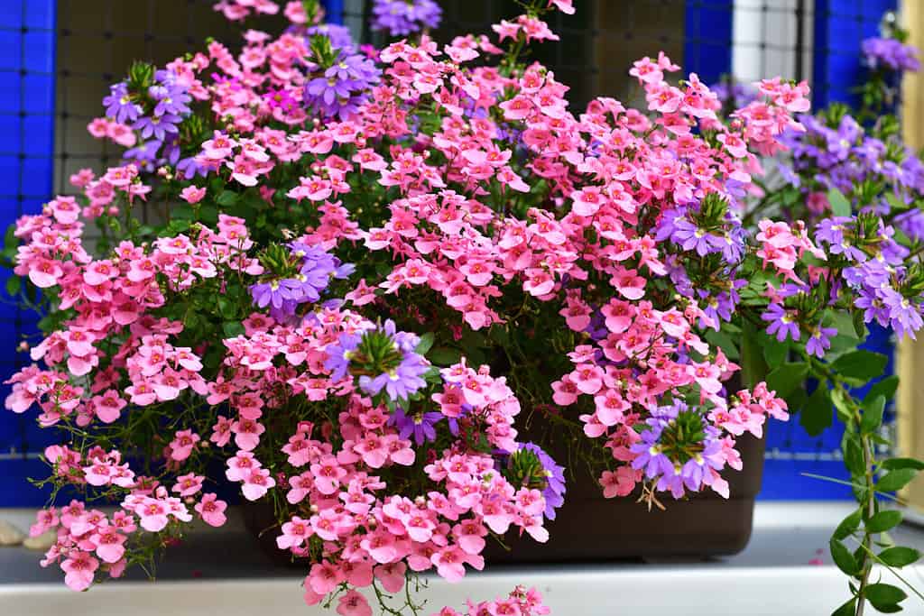 Bellissimo fiore rosa diascia nella fioriera nella nostra finestra blu. La messa a fuoco è al centro dell'immagine.