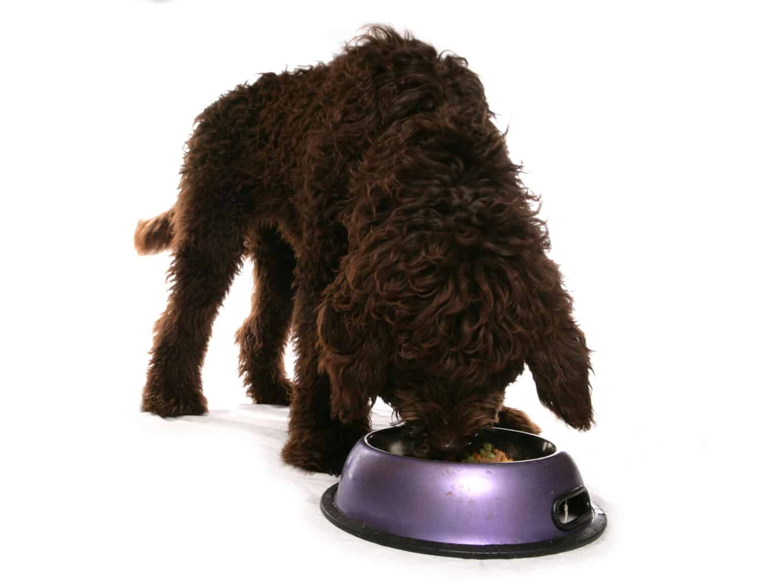 Cucciolo di Labradoodle marrone che mangia da una ciotola isolata su sfondo bianco