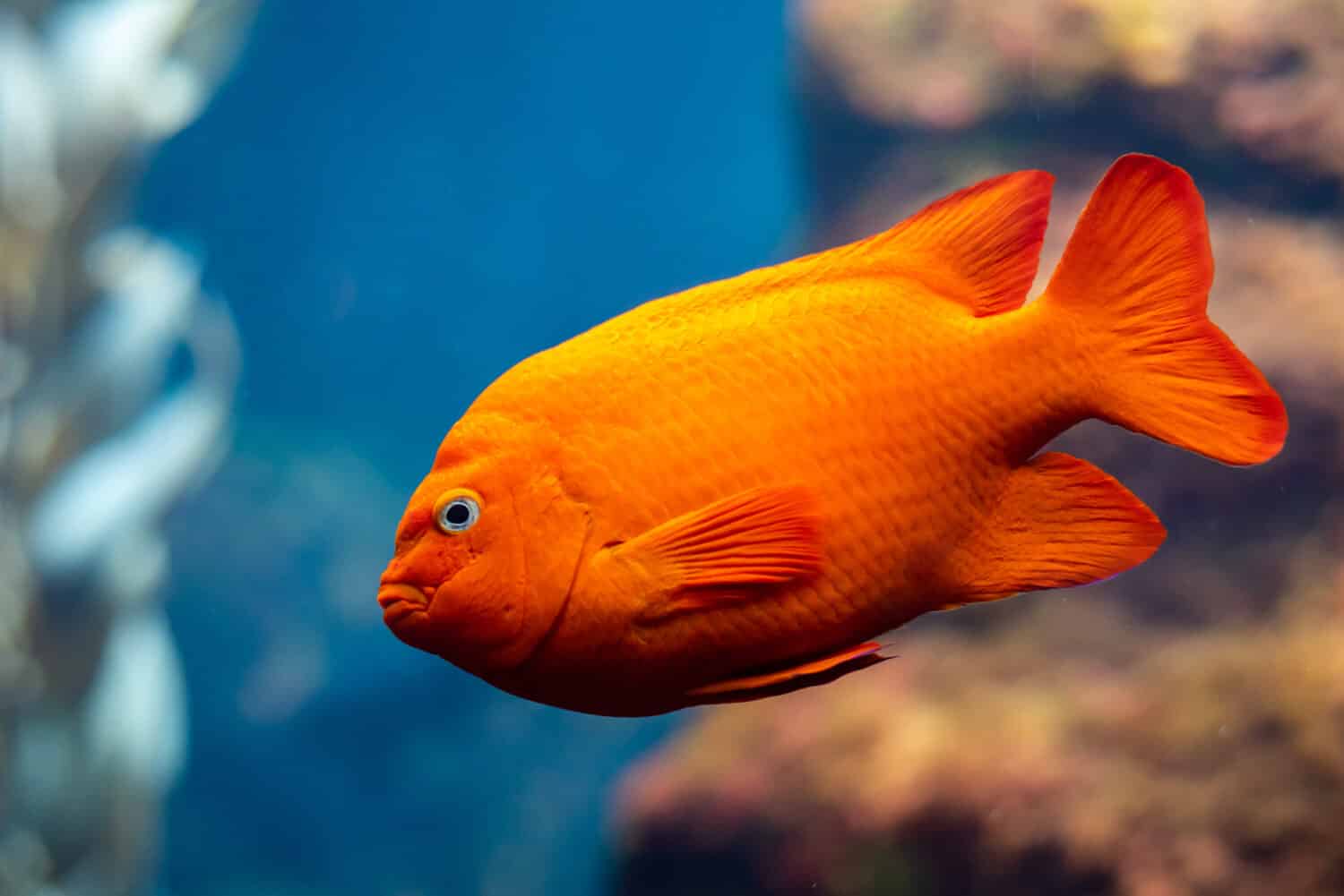 I pesci garibaldini (Hypsypops rubicundus), un tipo di castagnole di colore arancione brillante, sono i pesci marini ufficiali della California e sono protetti nelle acque locali. Sono numerosi sull'isola di Santa Catalina.