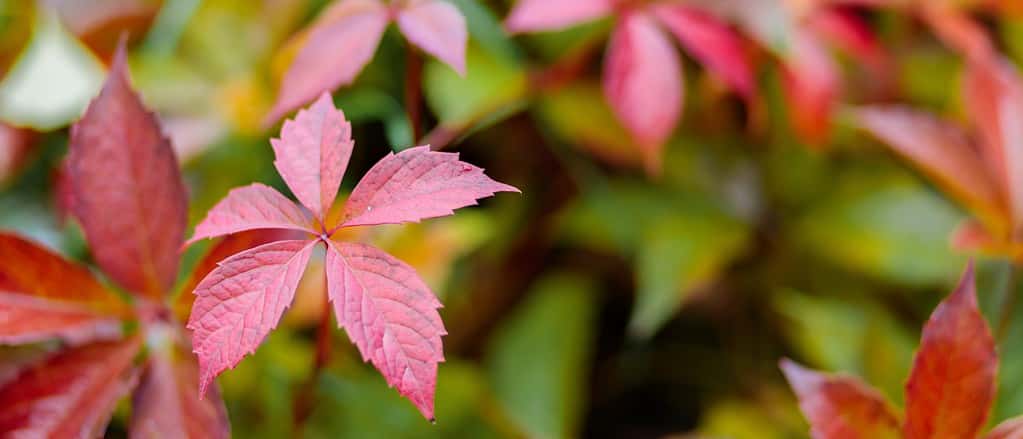 Foglie rosse e verdi di Parthenoc ssus quinquefolia (superriduttore della Virginia). Sfondo naturale autunnale