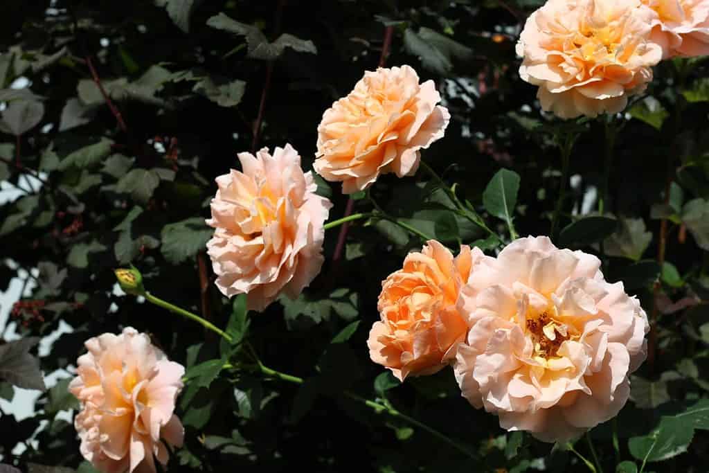 Fiori color pesca di Polka rosa (selezionati in Francia da Meiland) in un giardino estivo.