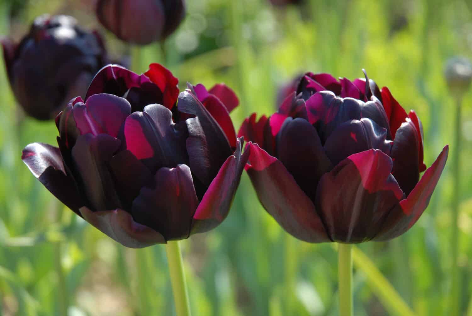 Peony Tulip, Black Hero, retroilluminato