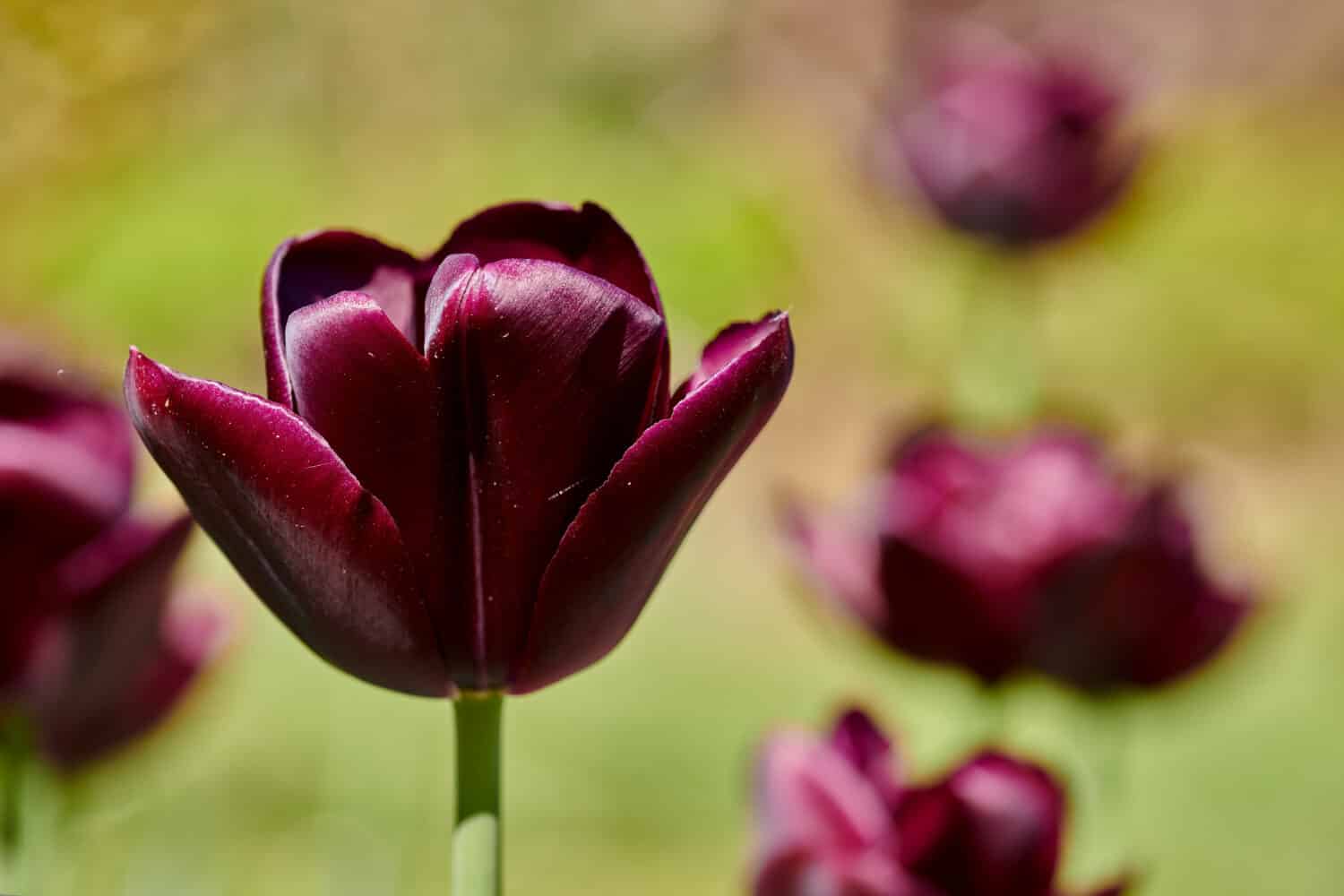 Black jack tulipani fotografati in piena fioritura.