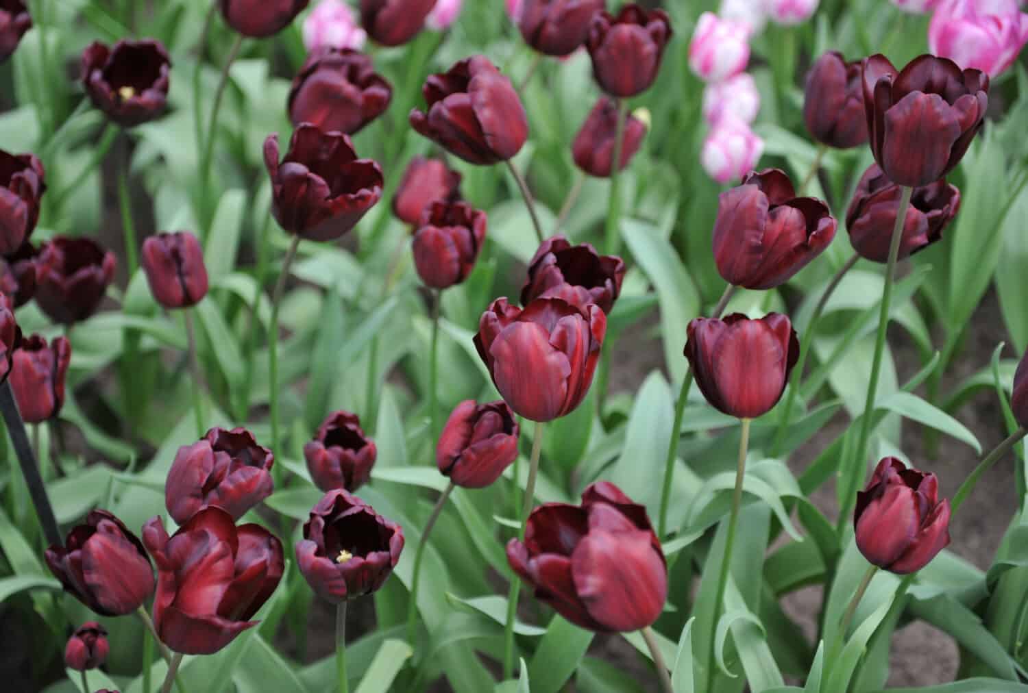 Viola scuro, quasi nero Tulipani Triumph (Tulipa) Fioritura continentale in un giardino nell'aprile 2017
