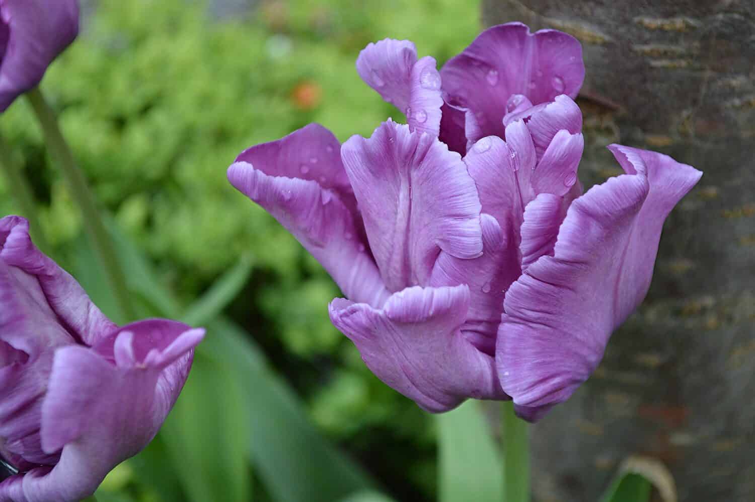 Primo piano di Tulip Blue Parrot visto all'aperto.