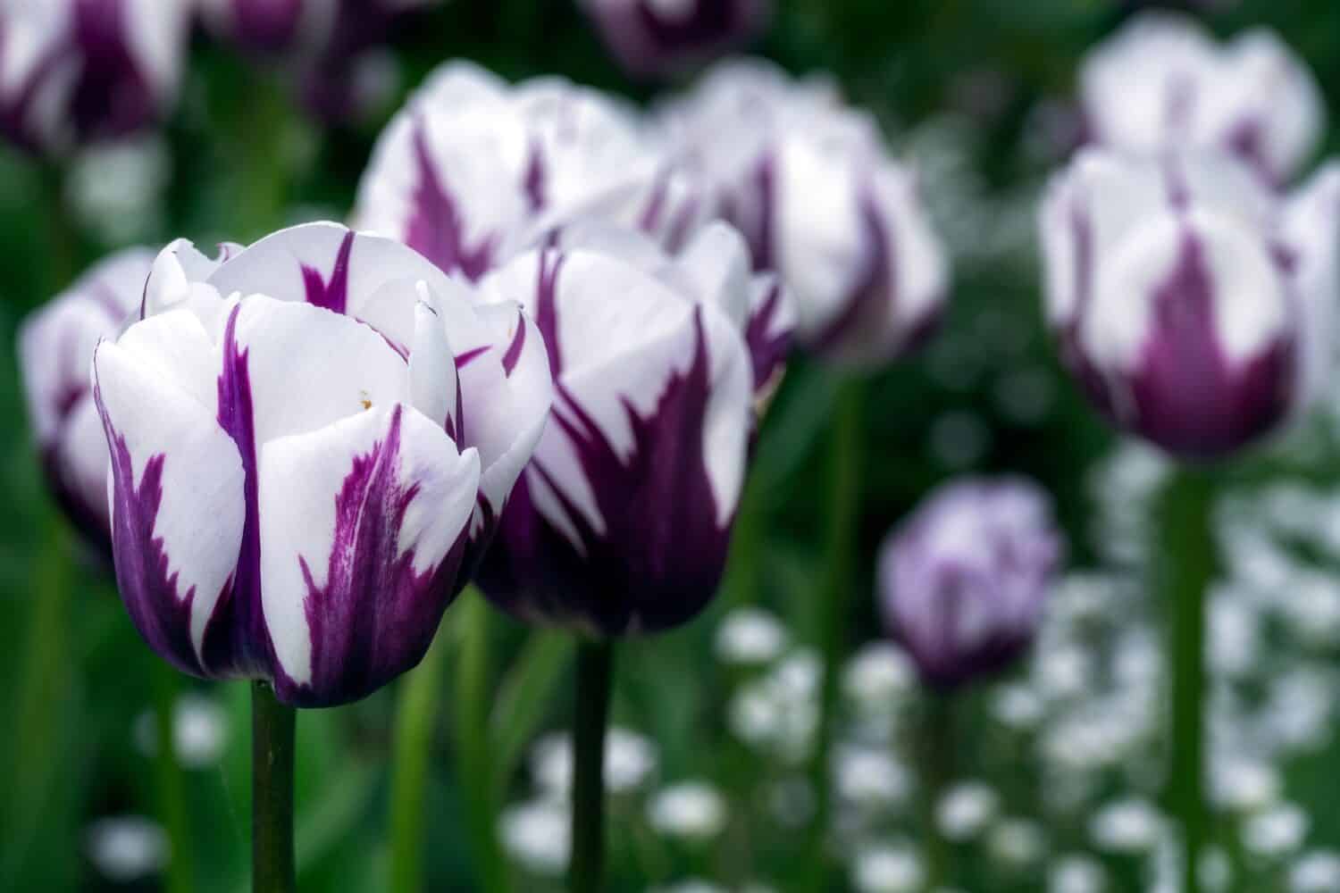 Bella Tulipa Rems viola scuro e bianca preferita in primavera