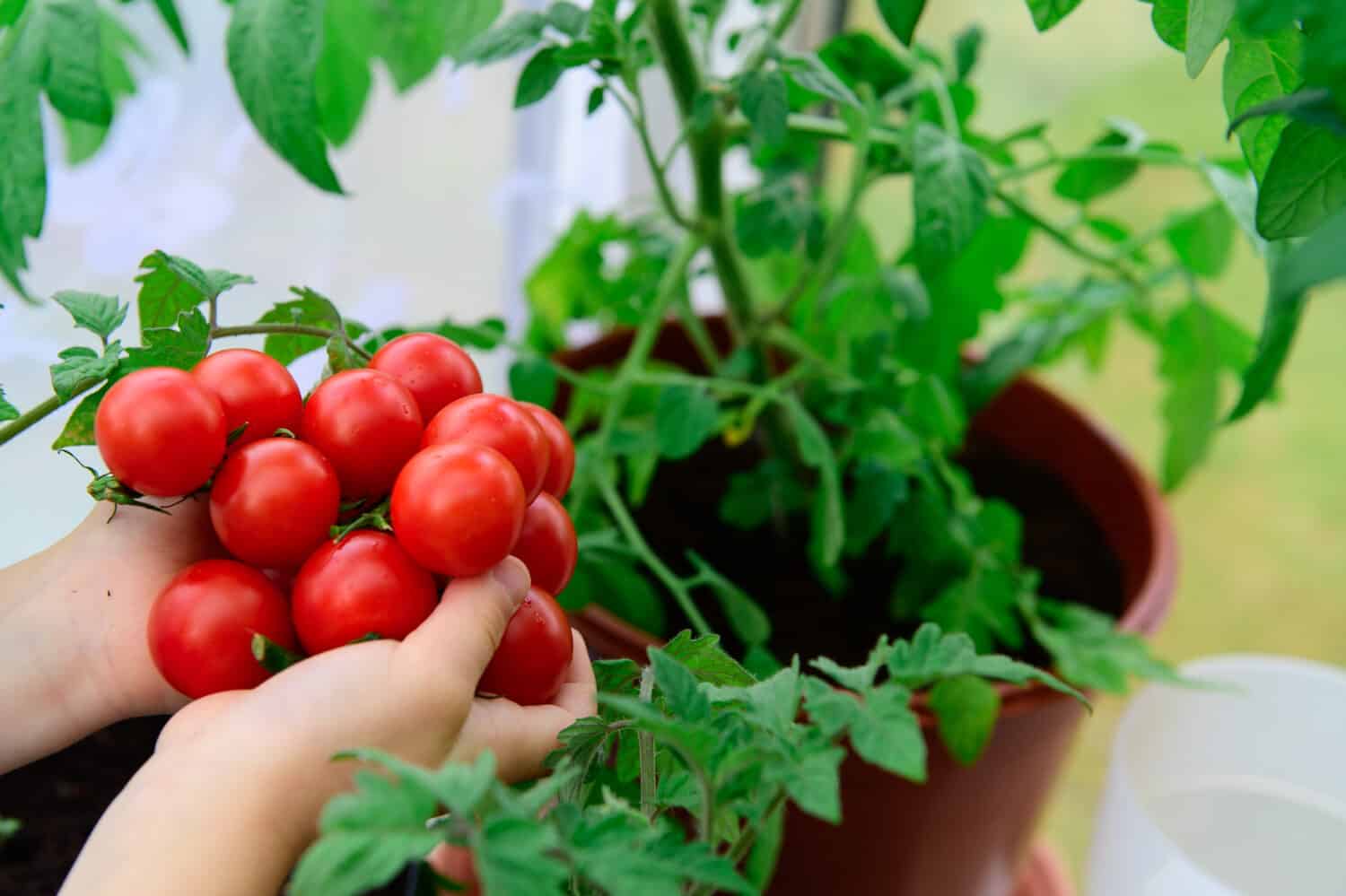 Pomodori ciliegini biologici raccolti a mano, pomodori in vaso, borsa per la coltivazione, coltivare le proprie verdure in una pentola a casa, serra