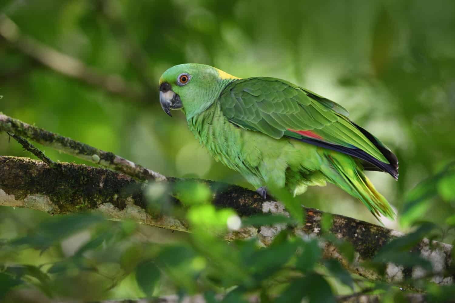 Pappagallo amazzonico dalla nuca gialla appollaiato sull'albero