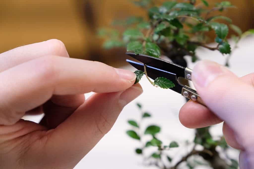 Mani di un uomo con forbici speciali per potare rami di legno di bonsai