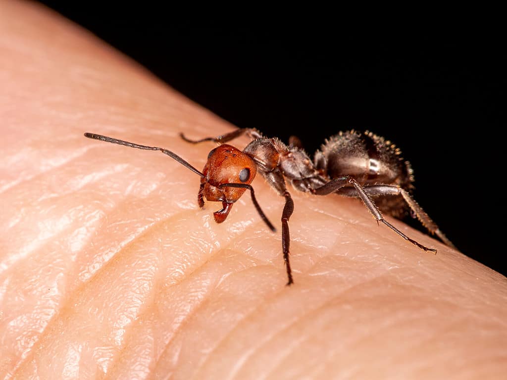 Formica di paglia occidentale, Formica obscuripes, che morde il dito di una persona, vista di 3/4.  Questa specie è originaria del Nord America.