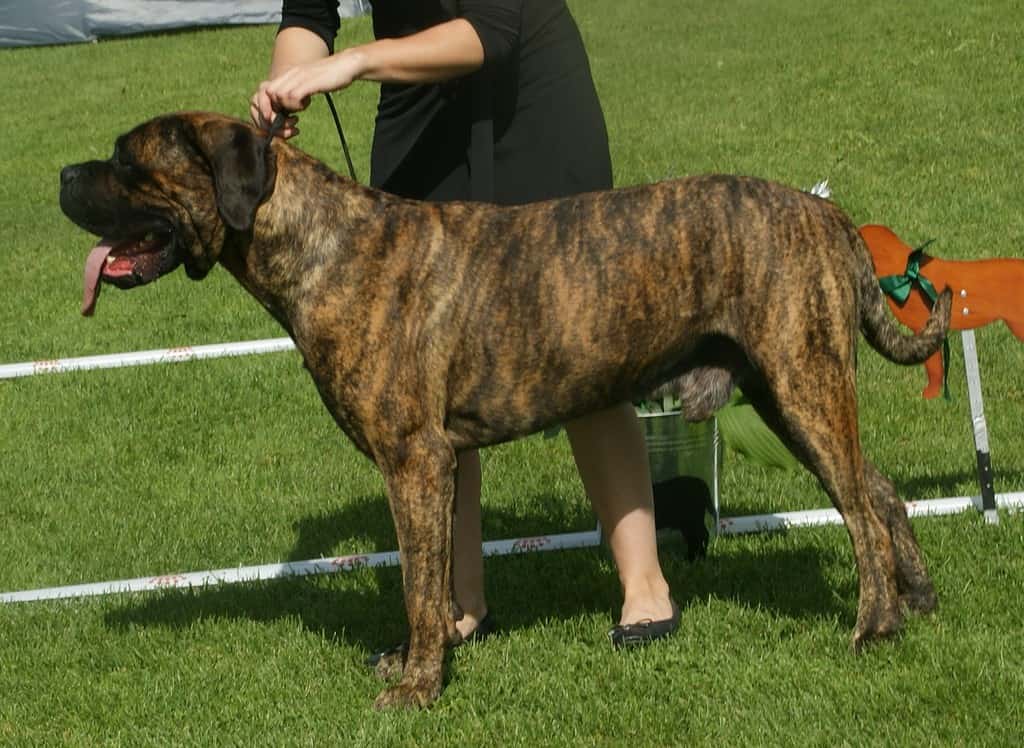 Cane Corso Tigrato Castano