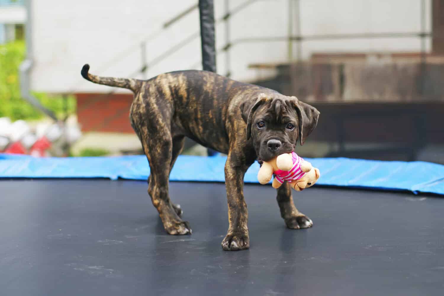 Brindle Cane Corso cucciolo che rimane all'aperto su un trampolino e tiene in mano un morbido orso giocattolo