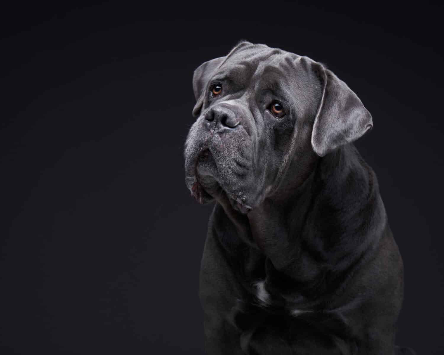 cane su uno sfondo nero.  Blu, Grigio Intalian Cane-Corso