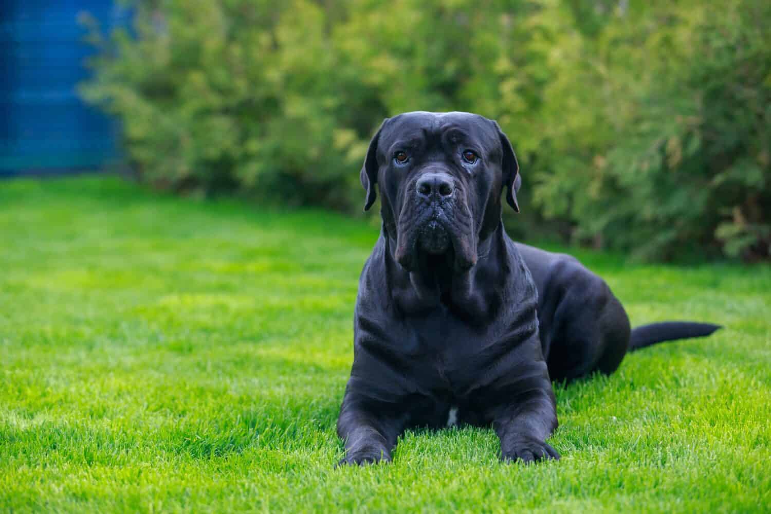 bellissimo cane di razza cane corso italiano sdraiato nel giardino sull'erba verde