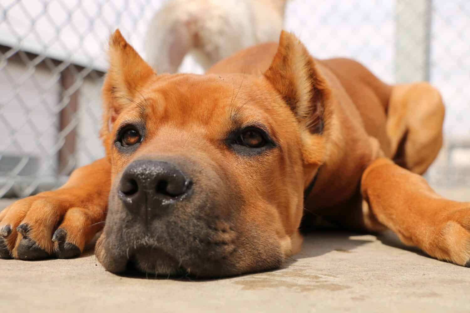 Rosso Cucciolo Di Cane Corso Sdraiato