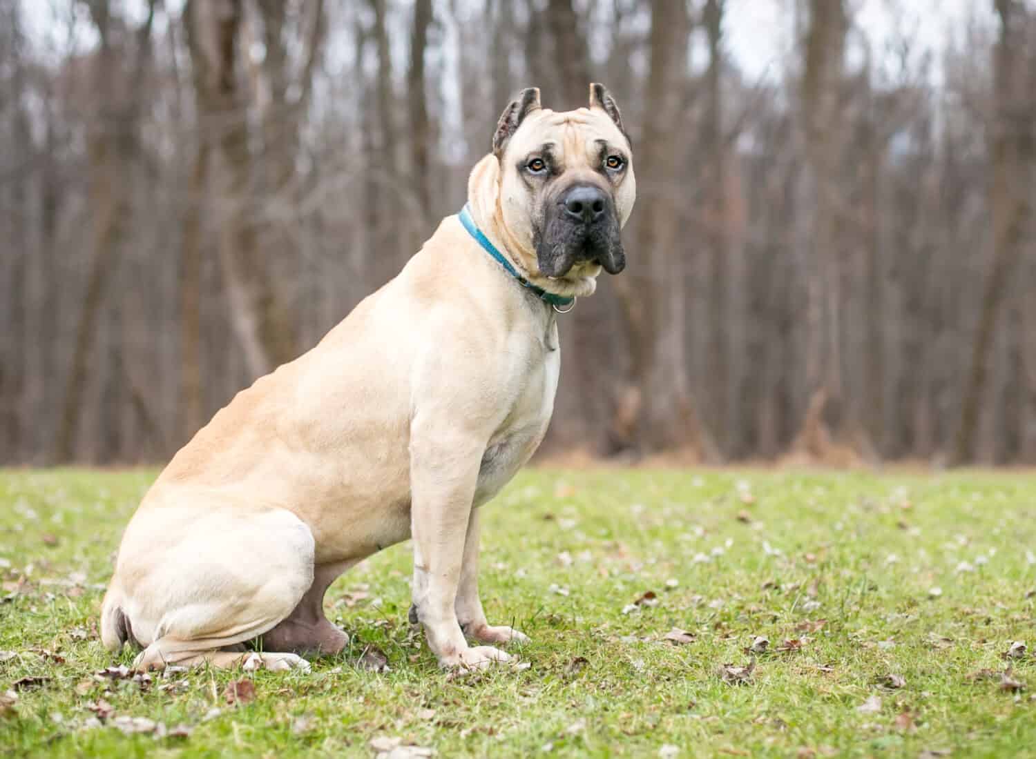 Un cane mastiff Cane Corso color fulvo con orecchie tagliate seduto all'aperto