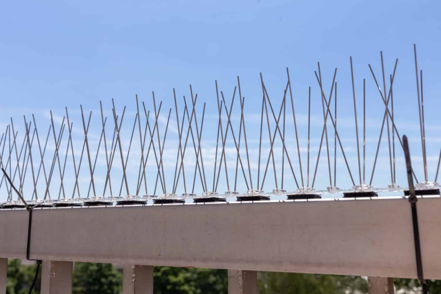 Anti Bird Spike per sbarazzarsi di piccioni e spaventare gli uccelli