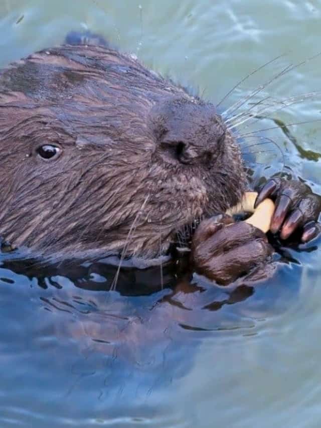10 fatti incredibili sul castoro Immagine di copertina