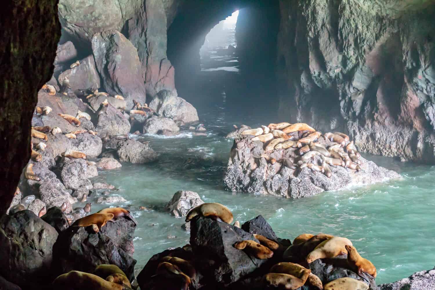 Leoni marini nelle grotte dei leoni marini sulla costa dell'Oregon