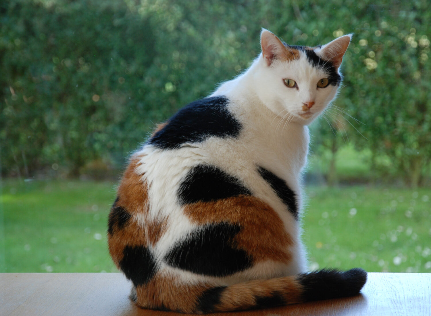 Dolce gatto che guarda fuori dalla finestra.  Tartaruga e gatto bianco.  Lapjeskat.