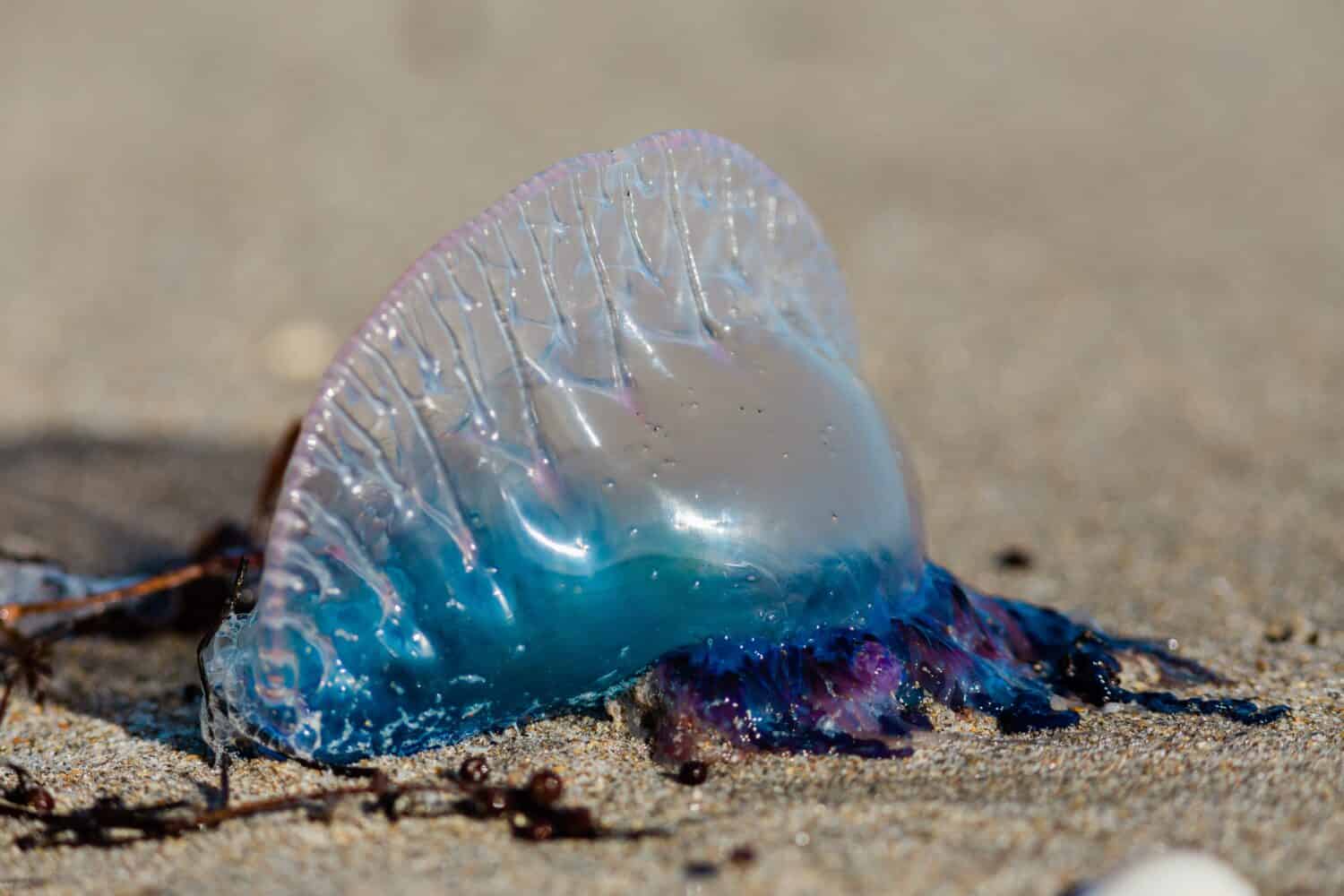 L'uomo portoghese della guerra sulla spiaggia nel sud della Florida con vivaci colori blu e viola