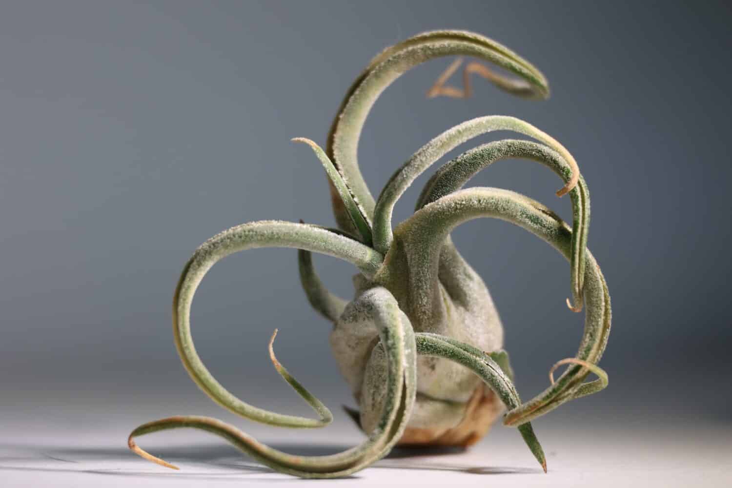 Tillandsia caput medusa, pianta aerea epifita