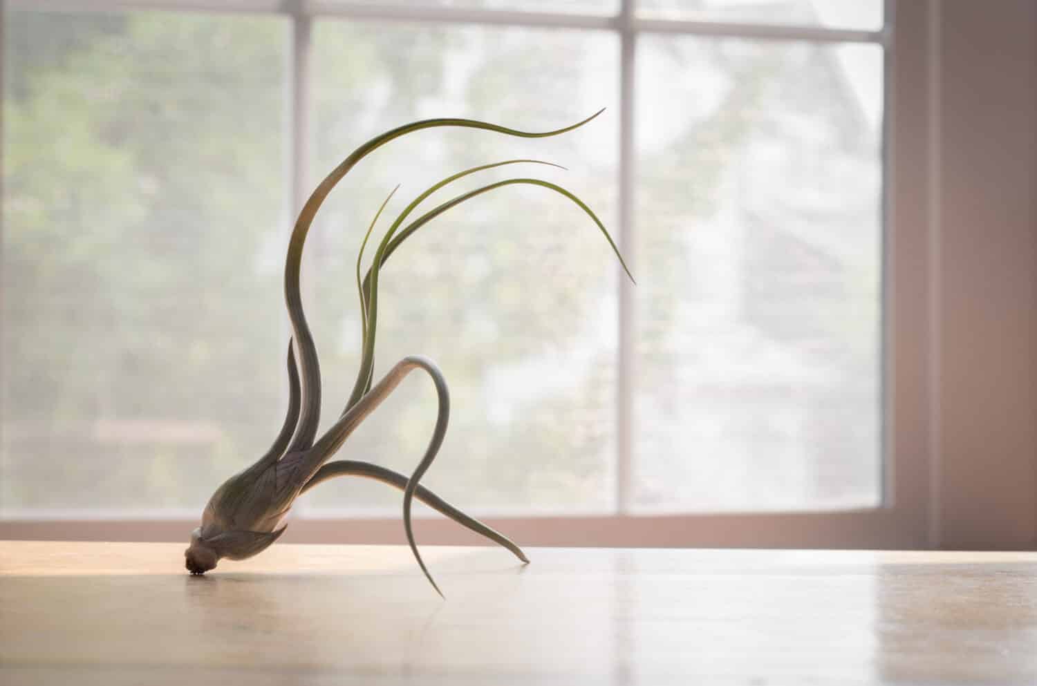 Impianto aereo Tillandsia bulbosa davanti alla finestra.