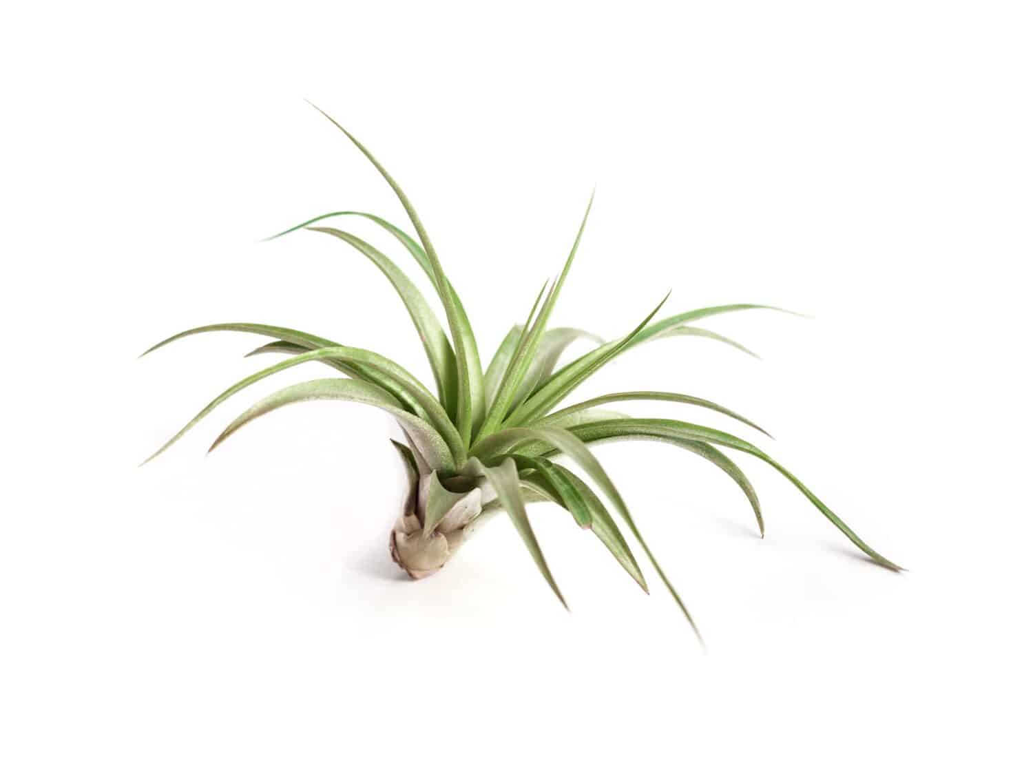 Pianta d'aria atmosferica tillandsia con sfondo bianco.