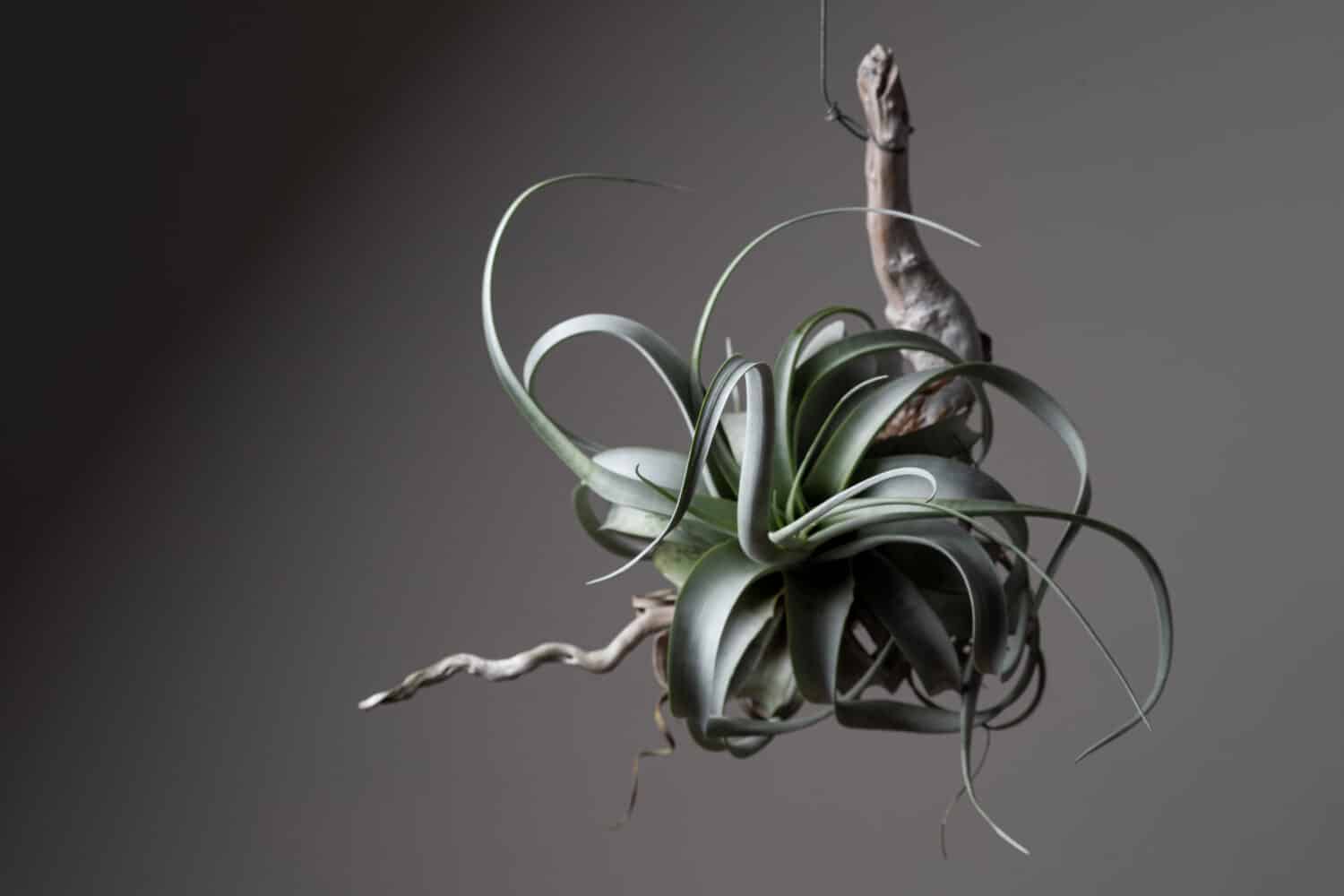 Tillandsia xerographica una delle migliori piante aeree per la sua facile manutenzione.